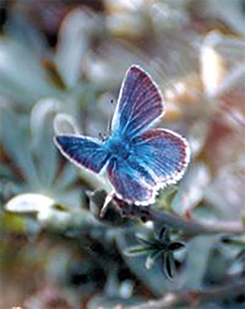 Mission Blue butterfly in Twin Peaks